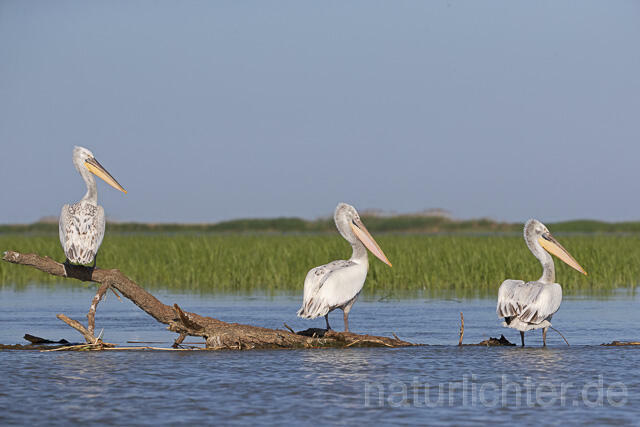 R14494 Krauskopfpelikane, Donaudelta, Dalmatian pelican, Danube Delta - Christoph Robiller
