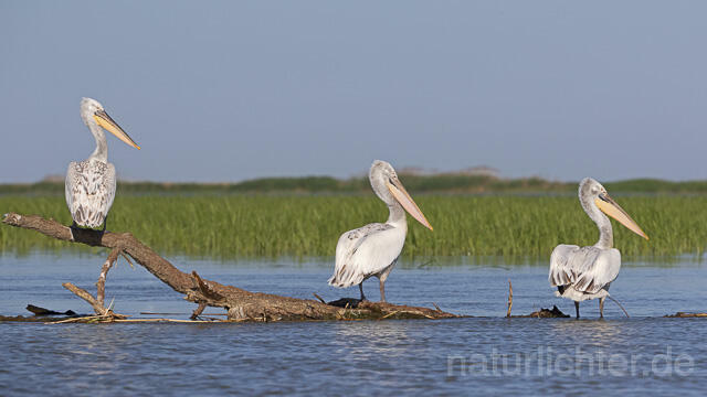 R14495 Krauskopfpelikane, Donaudelta, Dalmatian pelican, Danube Delta - Christoph Robiller