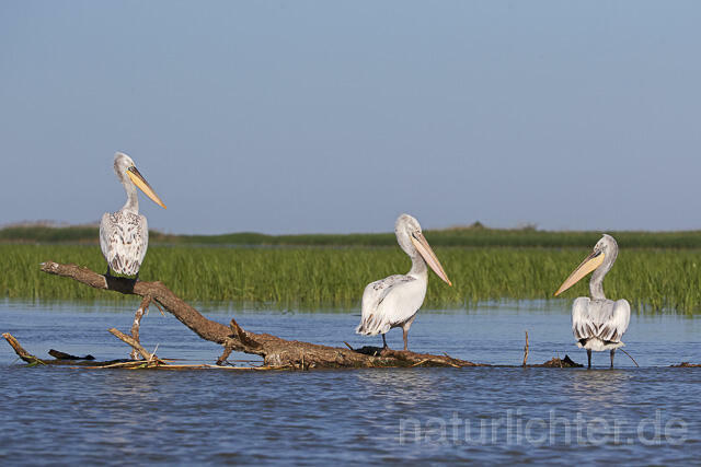 R14496 Krauskopfpelikane, Donaudelta, Dalmatian pelican, Danube Delta - Christoph Robiller