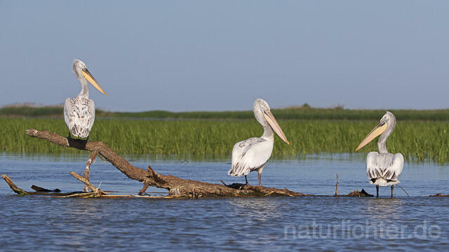 R14497 Krauskopfpelikane, Donaudelta, Dalmatian pelican, Danube Delta - Christoph Robiller