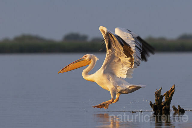 R14544 Rosapelikan fliegend, Great white pelican flying - Christoph Robiller