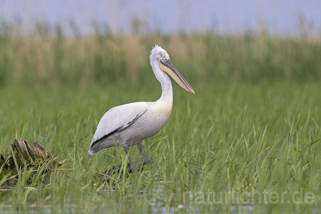 R14553 Krauskopfpelikan, Donaudelta, Dalmatian pelican, Danube Delta - Christoph Robiller