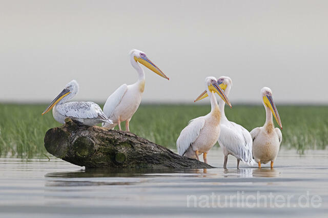 R14554 Krauskopfpelikan und Rosapelikane, Donaudelta, Dalmatian pelican, Great white pelican, Danube Delta - Christoph Robiller