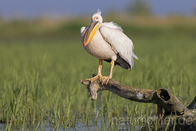 R14556 Rosapelikan, Donaudelta, Great white pelican, Danube Delta - Christoph Robiller