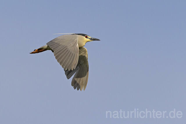 R14558 Nachtreiher im Flug, Black-crowned Night Heron flying - Christoph Robiller