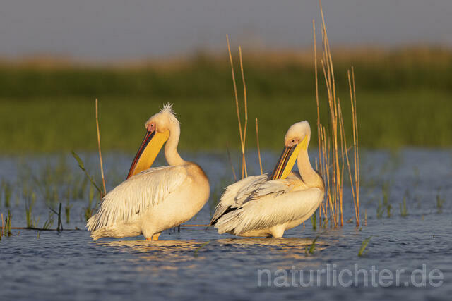 R14560 Rosapelikane, Donaudelta, Great white pelican, Danube Delta - Christoph Robiller