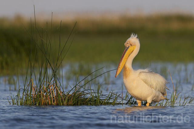 R14561 Rosapelikan, Donaudelta, Great white pelican, Danube Delta - Christoph Robiller
