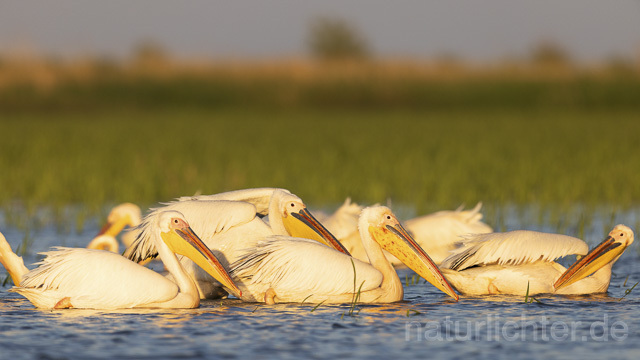R14565 Rosapelikane, Donaudelta, Great white pelican, Danube Delta - Christoph Robiller