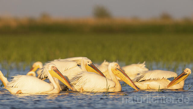 R14565 Rosapelikane, Donaudelta, Great white pelican, Danube Delta - Christoph Robiller