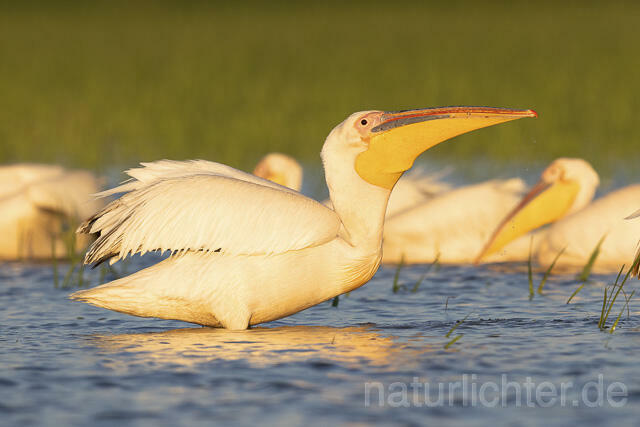 R14566 Rosapelikane, Donaudelta, Great white pelican, Danube Delta - Christoph Robiller