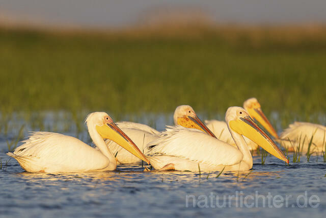 R14567 Rosapelikane, Donaudelta, Great white pelican, Danube Delta - Christoph Robiller