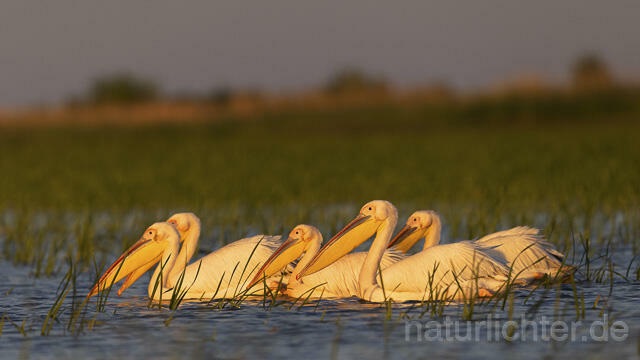R14569 Rosapelikane, Donaudelta, Great white pelican, Danube Delta - Christoph Robiller