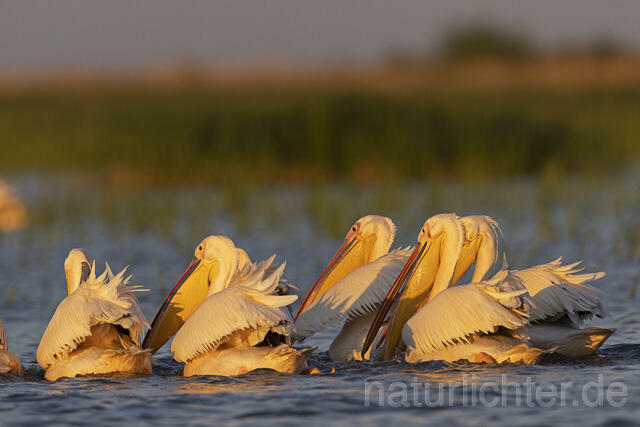 R14570 Rosapelikane, Donaudelta, Great white pelican, Danube Delta - Christoph Robiller
