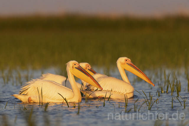 R14572 Rosapelikane, Donaudelta, Great white pelican, Danube Delta - Christoph Robiller