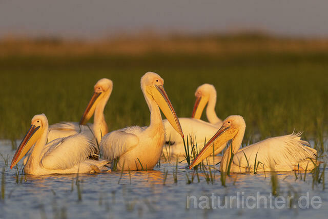 R14573 Rosapelikane, Donaudelta, Great white pelican, Danube Delta - Christoph Robiller