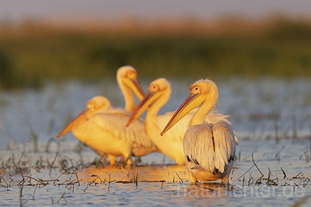 R14574 Rosapelikane, Donaudelta, Great white pelican, Danube Delta - Christoph Robiller