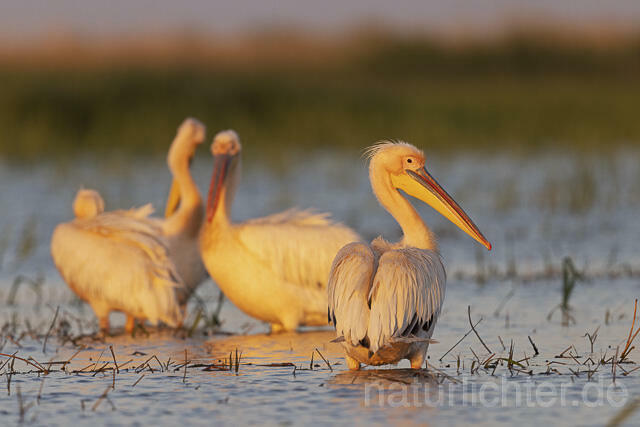 R14575 Rosapelikane, Donaudelta, Great white pelican, Danube Delta - Christoph Robiller