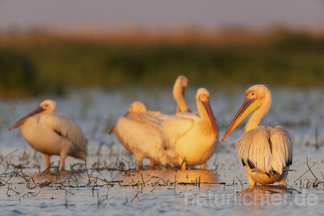 R14576 Rosapelikane, Donaudelta, Great white pelican, Danube Delta - Christoph Robiller