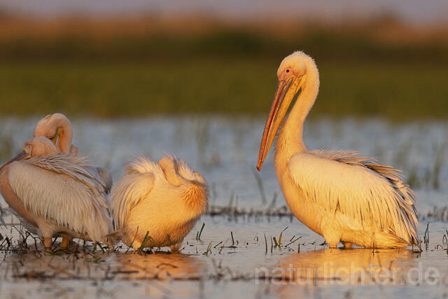 R14577 Rosapelikane, Donaudelta, Great white pelican, Danube Delta - Christoph Robiller