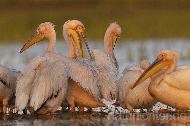 R14578 Rosapelikane, Donaudelta, Great white pelican, Danube Delta - Christoph Robiller