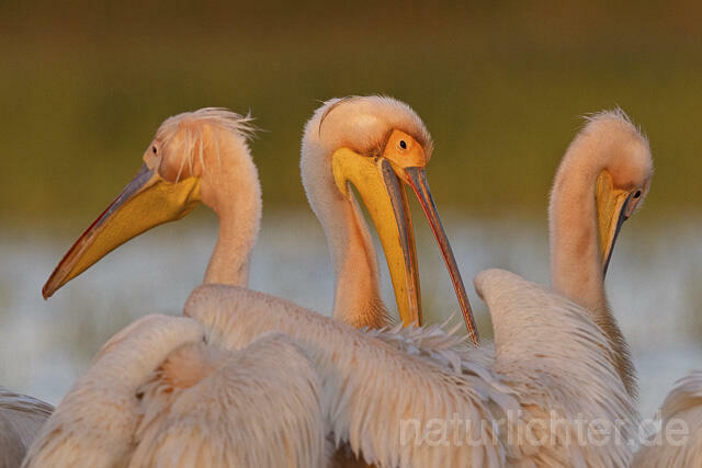 R14579 Rosapelikane, Porträt, Donaudelta, Great white pelican, Danube Delta - Christoph Robiller