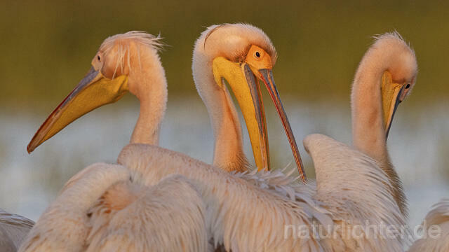 R14580 Rosapelikane, Porträt, Donaudelta, Great white pelican, Danube Delta - Christoph Robiller