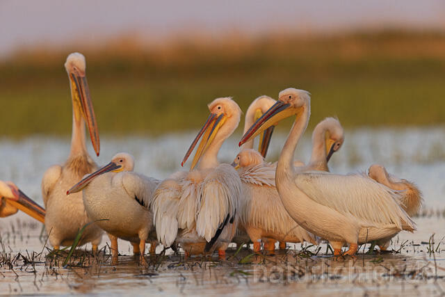 R14581 Rosapelikane, Donaudelta, Great white pelican, Danube Delta - Christoph Robiller