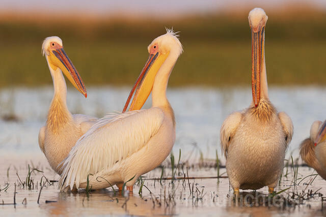 R14583 Rosapelikane, Donaudelta, Great white pelican, Danube Delta - Christoph Robiller