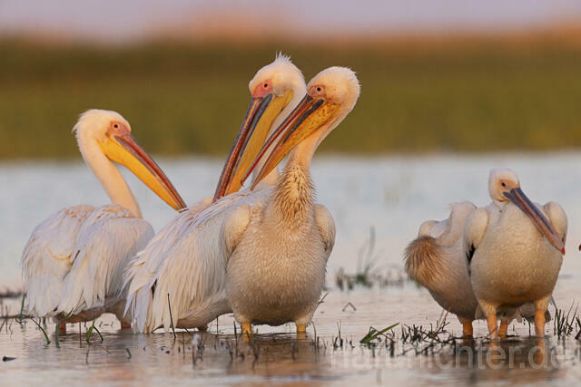 R14585 Rosapelikane, Donaudelta, Great white pelican, Danube Delta - Christoph Robiller