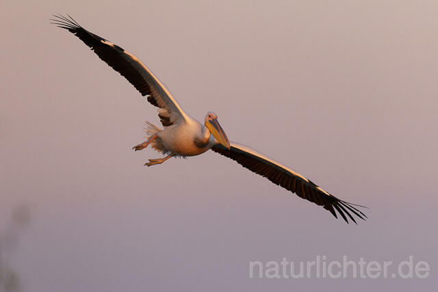 R14586 Rosapelikan im Flug, Donaudelta, Great white pelican flying, Danube Delta - Christoph Robiller