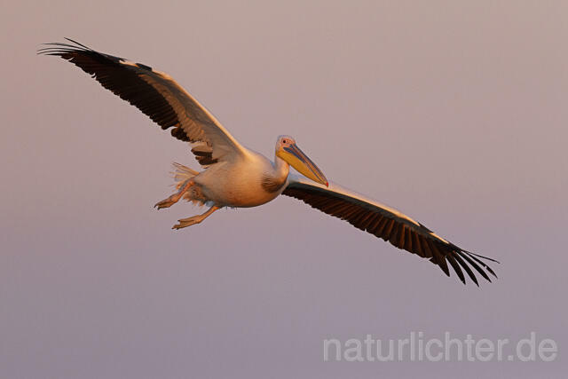 R14587 Rosapelikan im Flug, Donaudelta, Great white pelican flying, Danube Delta - Christoph Robiller