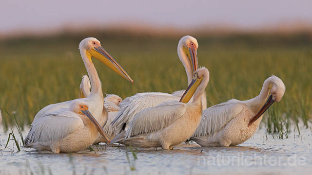 R14589 Rosapelikane, Donaudelta, Great white pelican, Danube Delta - Christoph Robiller