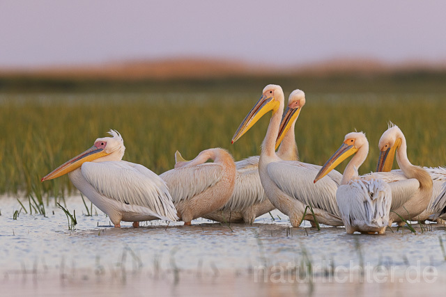 R14590 Rosapelikane, Donaudelta, Great white pelican, Danube Delta - Christoph Robiller