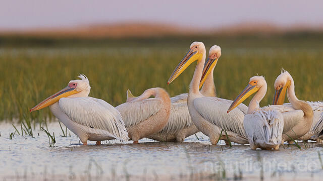 R14591 Rosapelikane, Donaudelta, Great white pelican, Danube Delta - Christoph Robiller