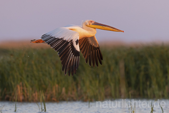 R14592 Rosapelikan im Flug, Donaudelta, Great white pelican flying, Danube Delta - Christoph Robiller