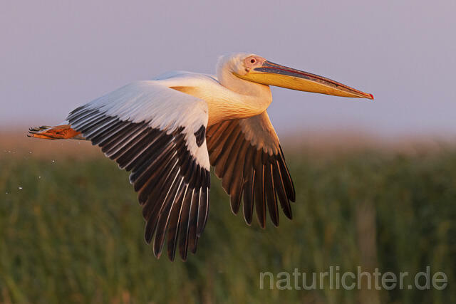 R14593 Rosapelikan im Flug, Donaudelta, Great white pelican flying, Danube Delta - Christoph Robiller