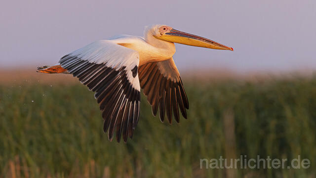 R14594 Rosapelikan im Flug, Donaudelta, Great white pelican flying, Danube Delta - Christoph Robiller