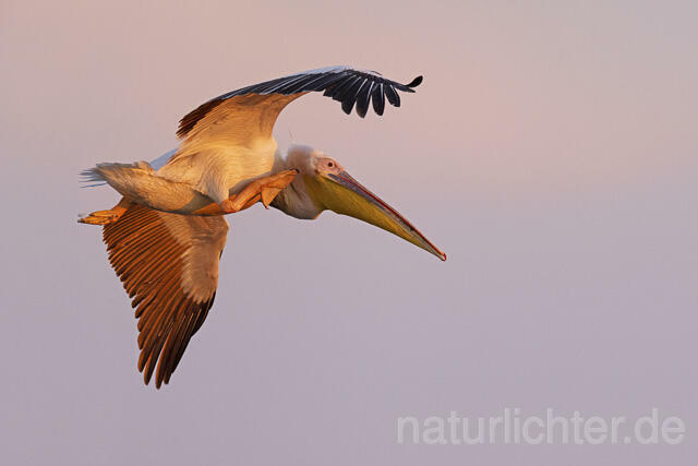 R14595 Rosapelikan im Flug, Donaudelta, Great white pelican flying, Danube Delta - Christoph Robiller