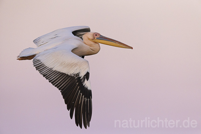 R14603 Rosapelikan im Flug, Donaudelta, Great white pelican flying, Danube Delta - Christoph Robiller