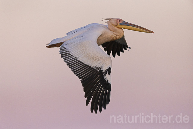 R14604 Rosapelikan im Flug, Donaudelta, Great white pelican flying, Danube Delta - Christoph Robiller
