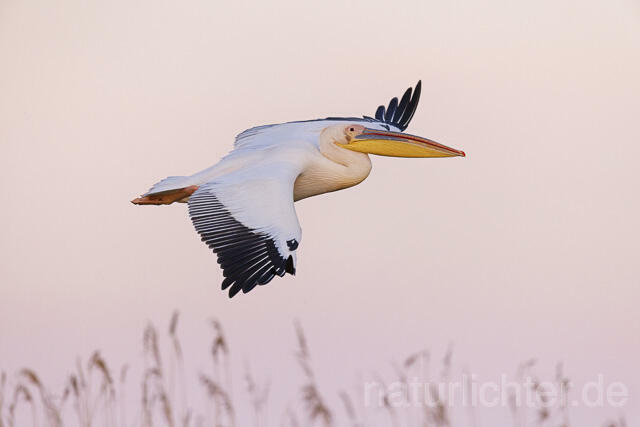 R14605 Rosapelikan im Flug, Donaudelta, Great white pelican flying, Danube Delta - Christoph Robiller