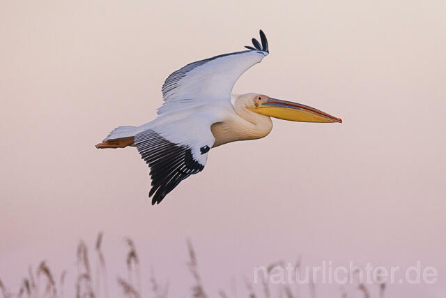 R14606 Rosapelikan im Flug, Donaudelta, Great white pelican flying, Danube Delta - Christoph Robiller
