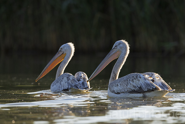 R14611  Krauskopfpelikane, Donaudelta, Dalmatian pelican, Danube Delta - Christoph Robiller