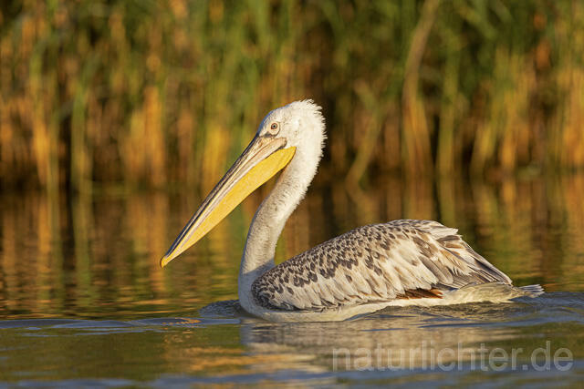 R14612 Krauskopfpelikan, Donaudelta, Dalmatian pelican, Danube Delta - Christoph Robiller