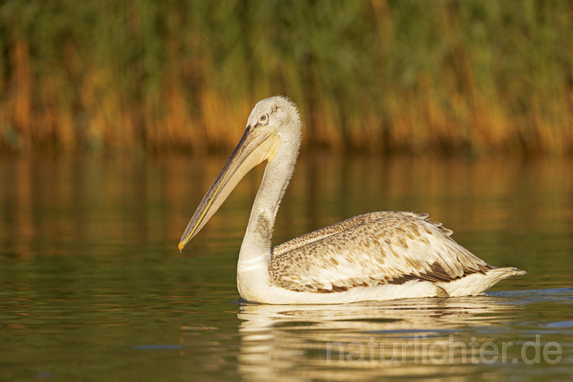 R14613 Krauskopfpelikan, Donaudelta, Dalmatian pelican, Danube Delta - Christoph Robiller