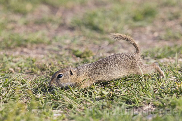 R14622 Europäischer Ziesel, European Ground Squirrel - Christoph Robiller