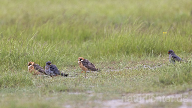 R14649 Rotfußfalke, Gruppe aus Männchen und Weibchen, Red-footed Falcon mating - Christoph Robiller