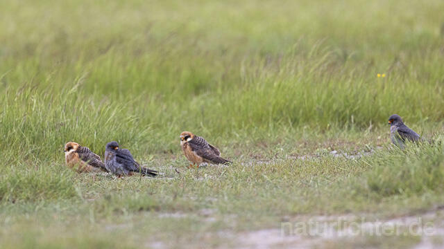 R14649 Rotfußfalke, Gruppe aus Männchen und Weibchen, Red-footed Falcon mating