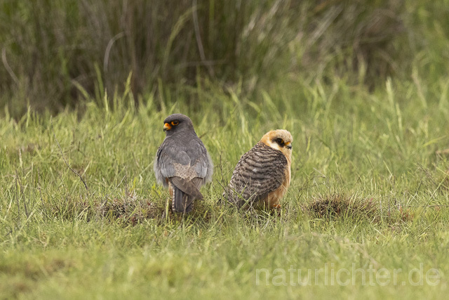 R14651 Rotfußfalke, Männchen und Weibchen, Red-footed Falcon mating - Christoph Robiller