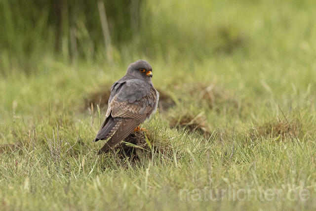 R14652 Rotfußfalke, Männchen, Red-footed Falcon mating - Christoph Robiller